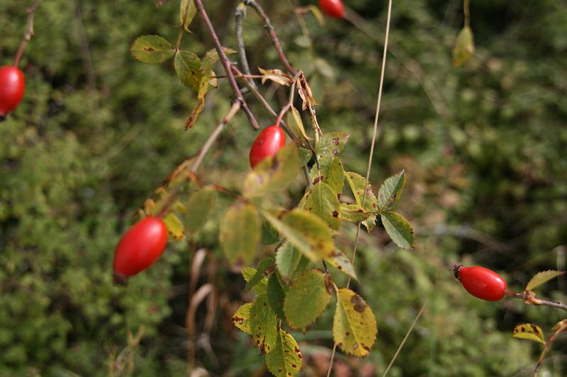 16  IMG_IMG_0083_resize resize.JPG - De herfst is goed zichtbaar